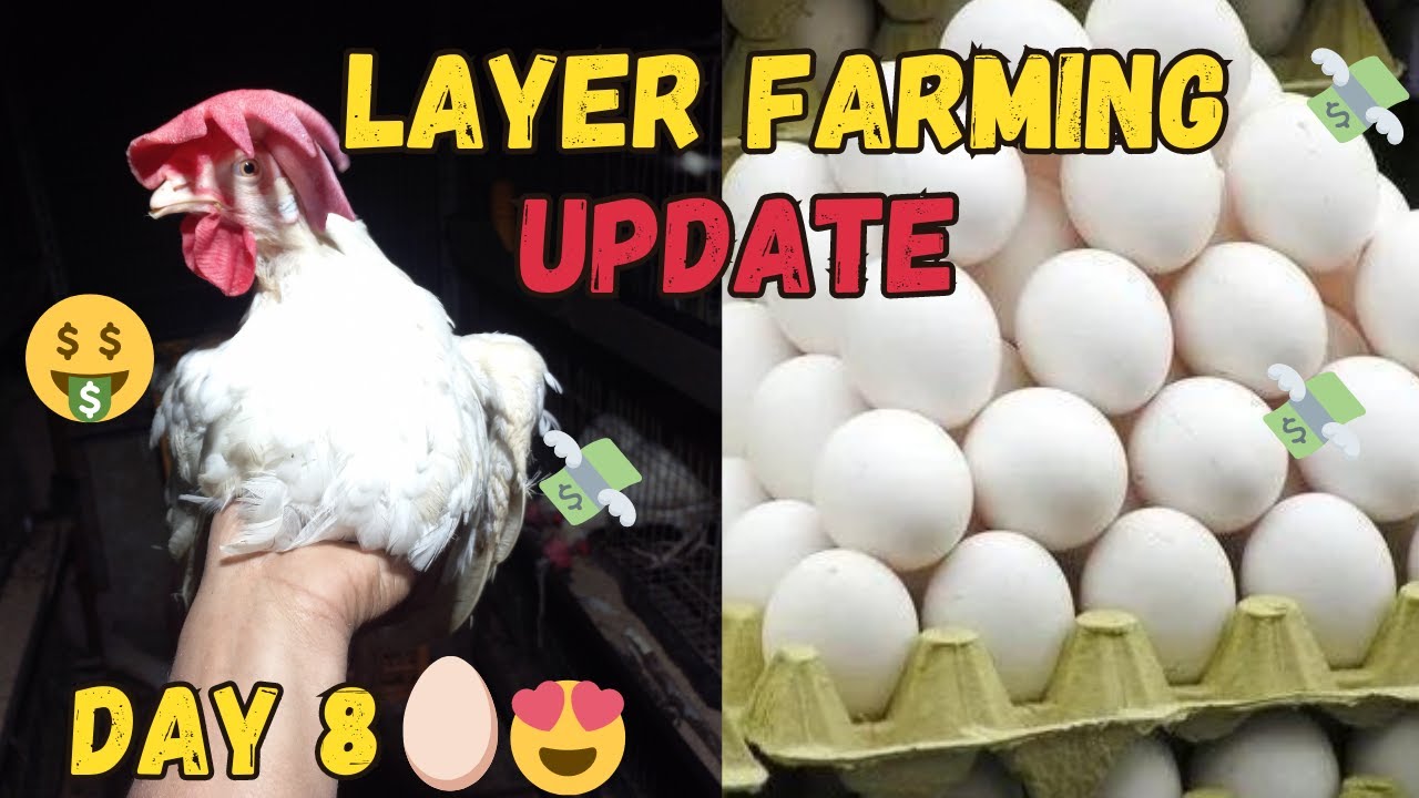 Layer Farming Eggs Production Update Day 8 🥚❤️ 🐣 | Small Scale Layer Farming At home🏠