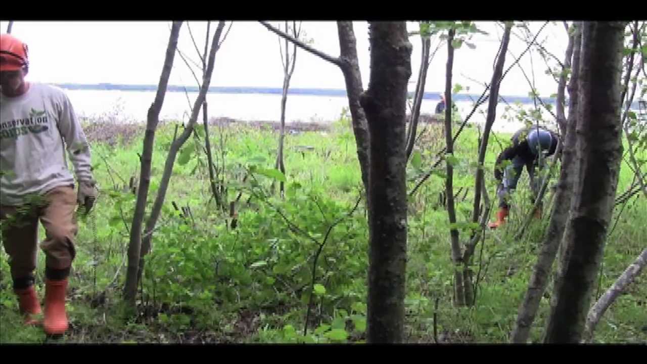 How to Stabilize Your Shoreline with Live Fascines