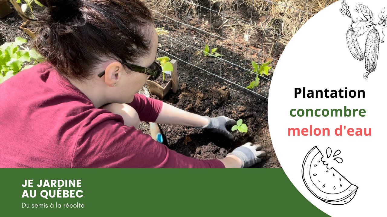 Comment planter les concombres et les melons d'eau au potager