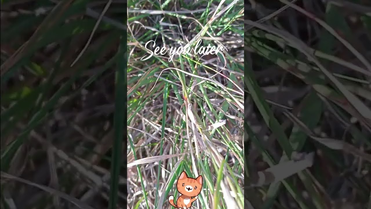 Stipa tenacissima - Alfa  -  Macrochloa tenacissima - Esparto