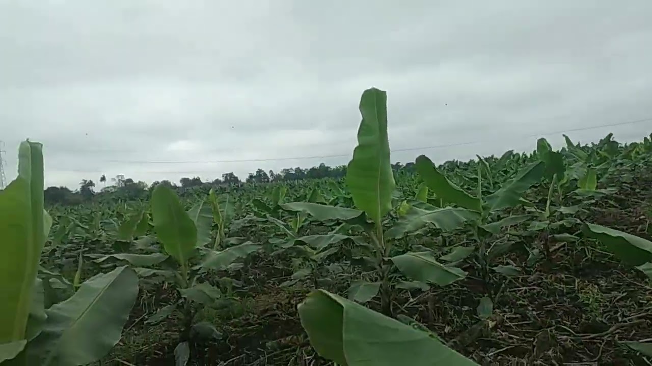Sigatoka negra: manejo de plantillas