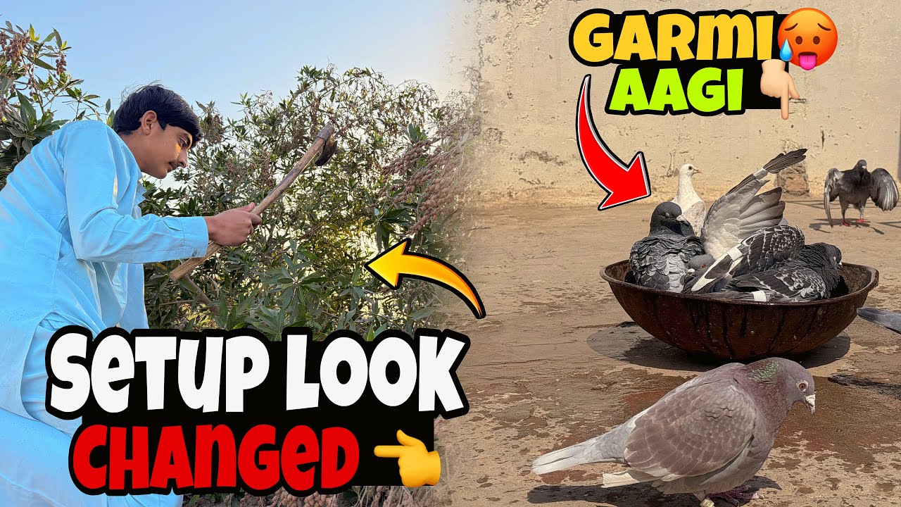 Setup Ki Safai Krdi😱Ducks Sale Kar Dain.?? 👈 | Just Huzaifa Khan | 