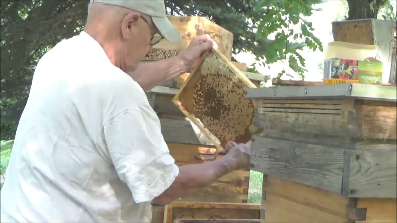Poddawanie cennej matki - część III -  w izolatorze na czerwiu krytym
