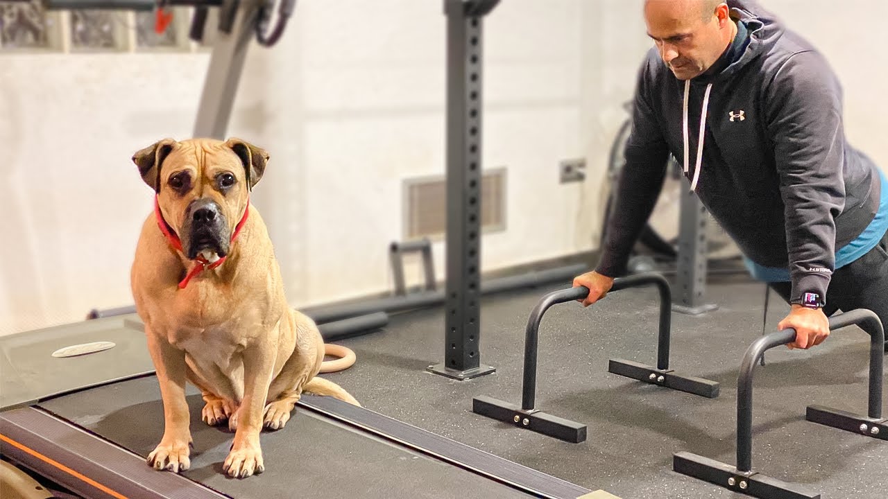 They wanted him to fight other dogs, but Adrian was not a fighter !