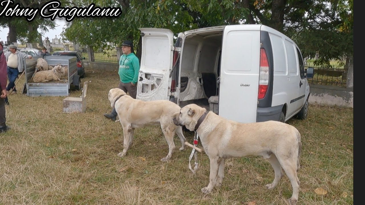 Targul de la Poiana Sibiului, Partea I