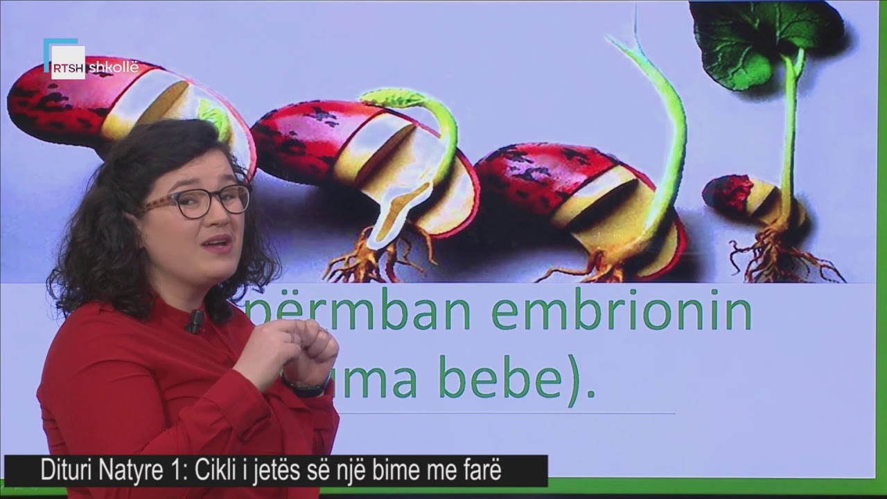 Dituri natyre 1 - Cikli i jetës së një bime me farë