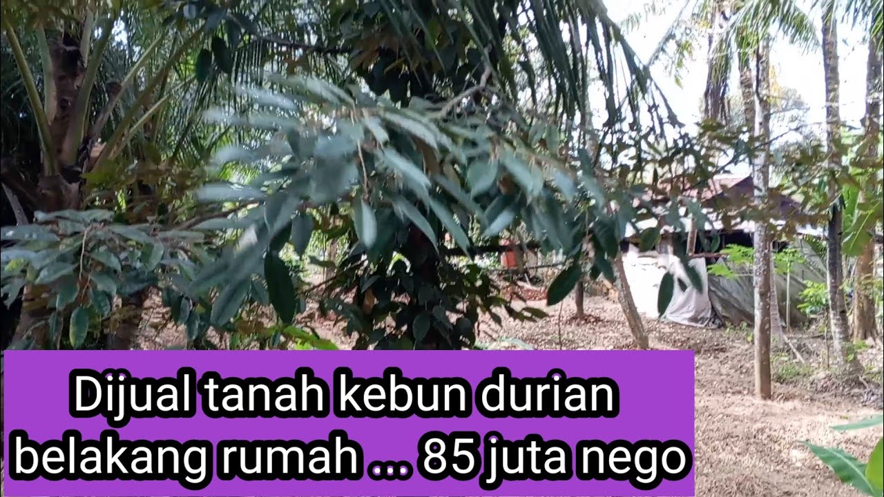 Juli 2025 Dijual kebun durian 85 juta ...belakang rumah 30 meter jalan nasional Banyumas