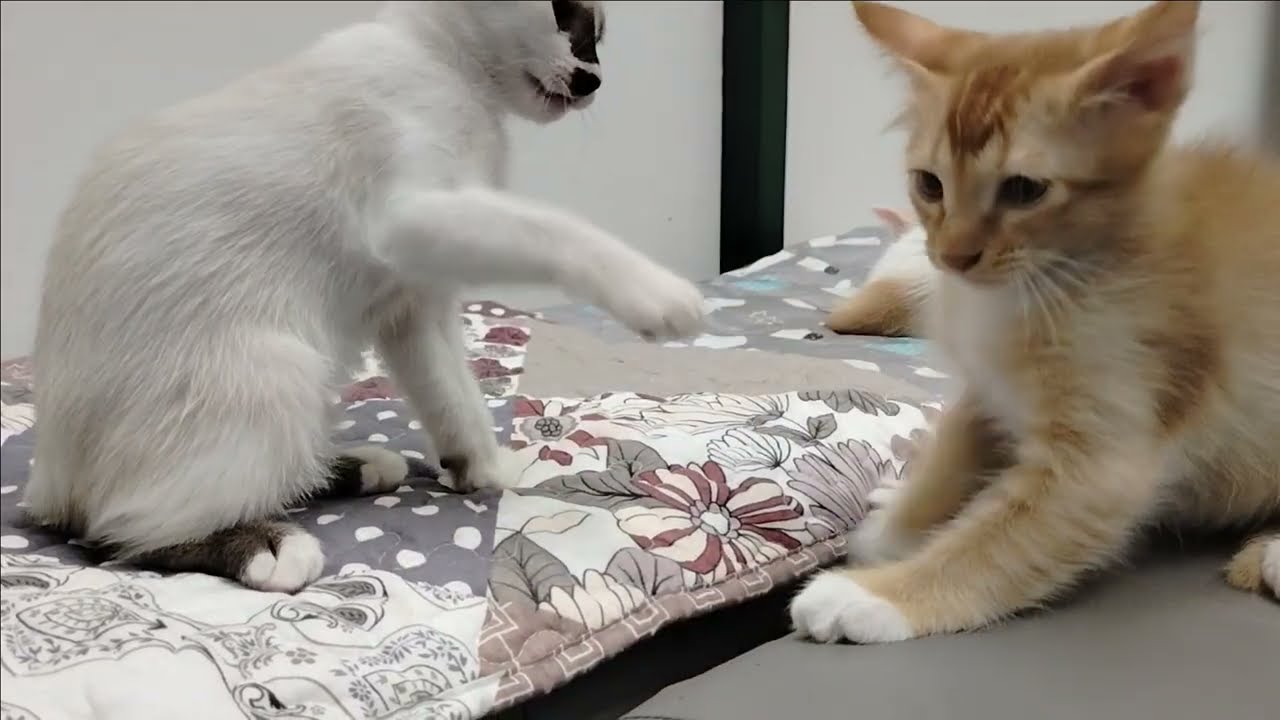 Playing, my happy life.