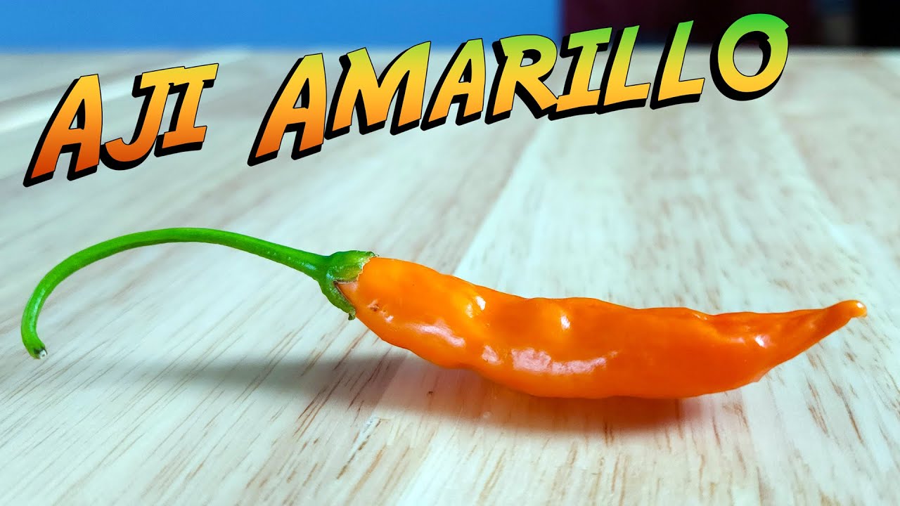 The ICONIC Pepper from Peru - Aji Amarillo #pepper #peru #chilipeppers