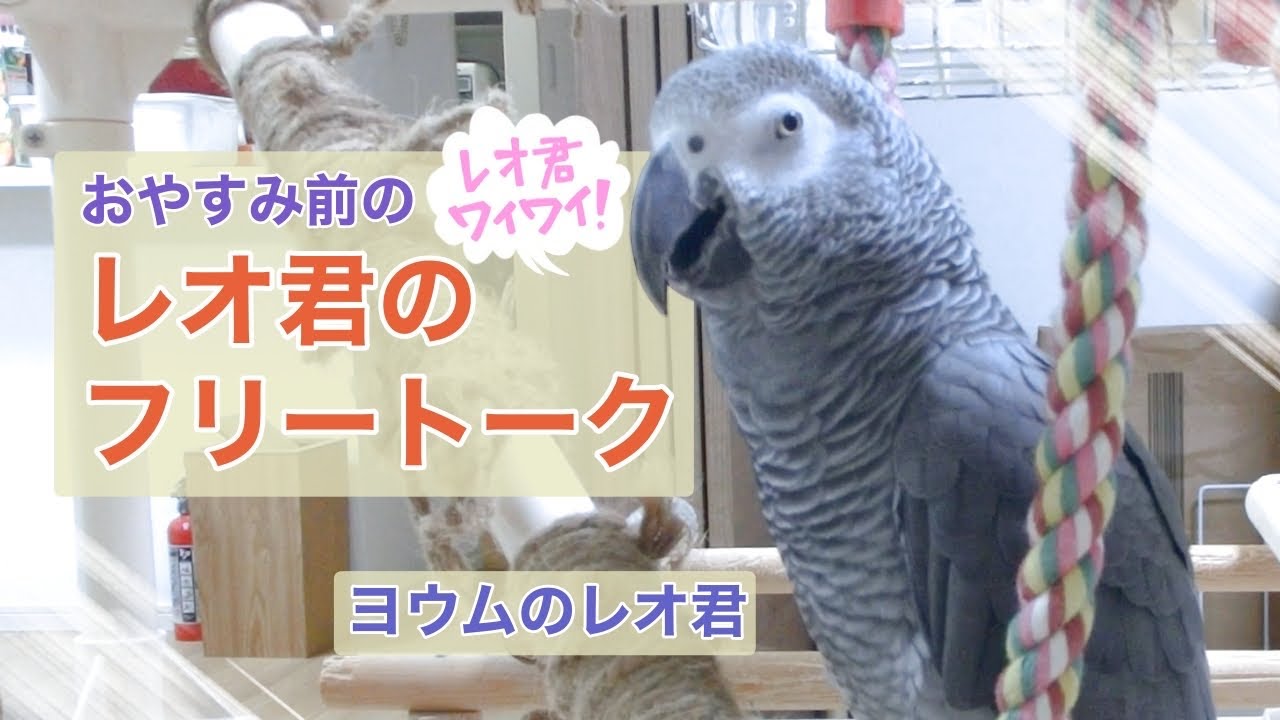 【ヨウムのレオ君】おやすみ前のフリートーク「レオ君ワイワイ！」