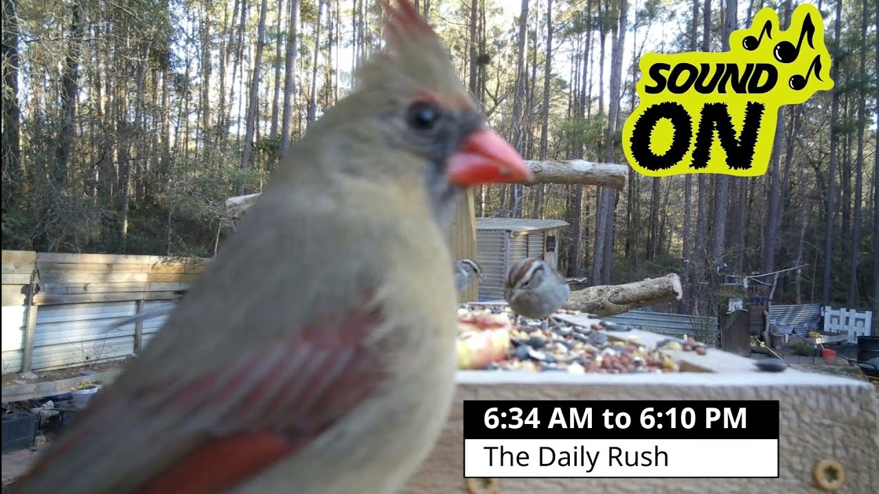 A Full Day Of Feathered Friends #nature #birds