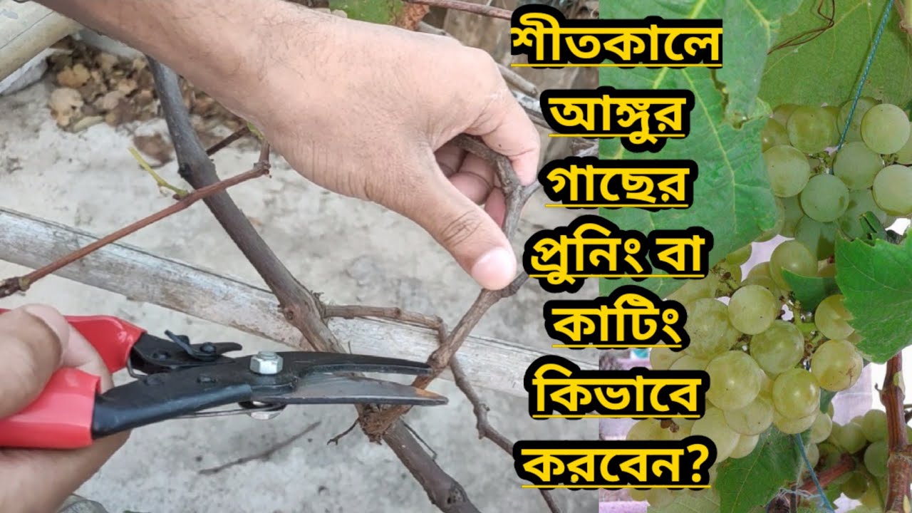 শীতকালে আঙ্গুর গাছের প্রুনিং বা কাটিং কিভাবে করবেন।। How to Prune or Cut Vines in Winter।।Grape Care