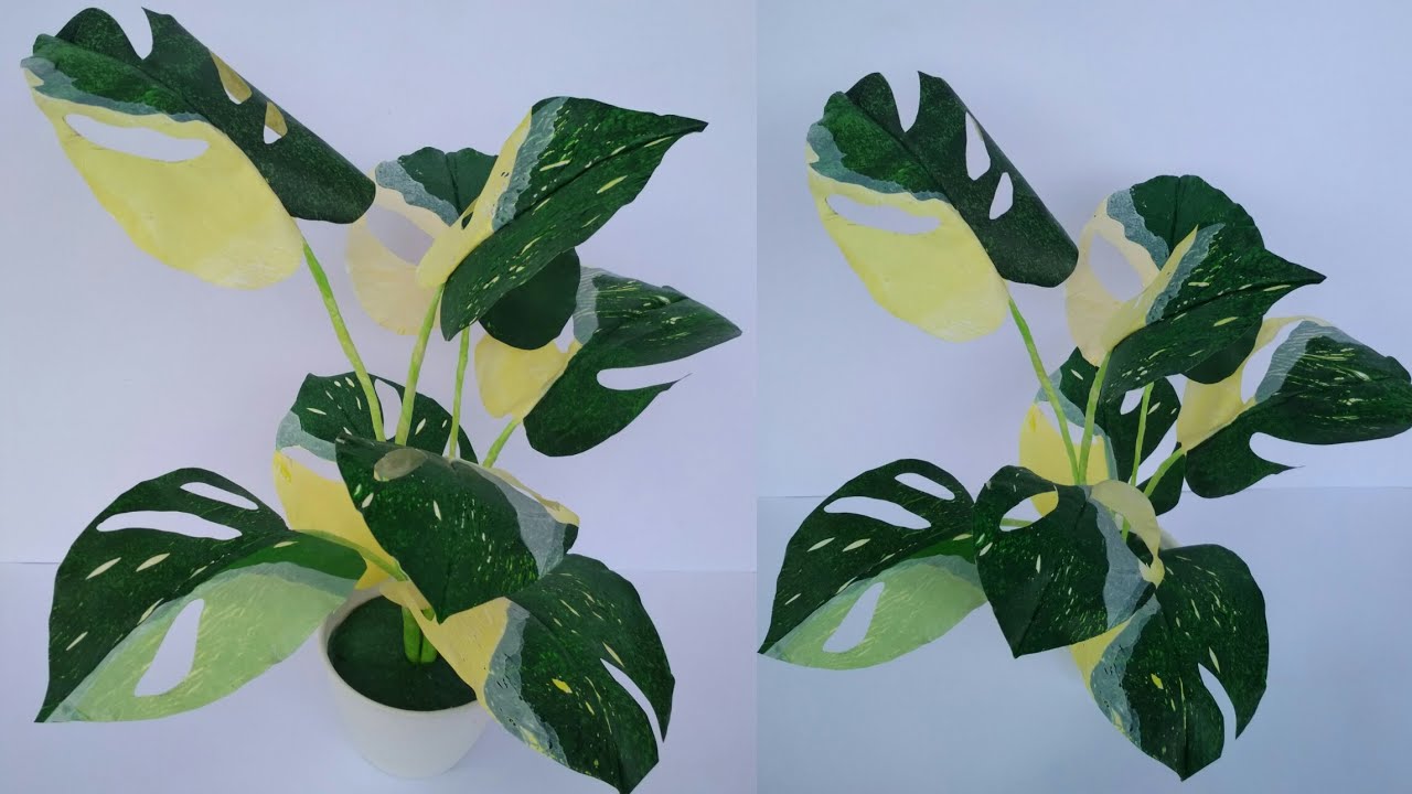 Учебник Monstera Variegata из использованного пластикового треска // Янда Болонг