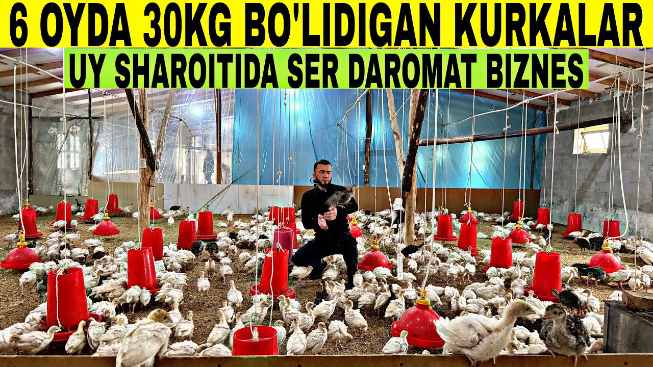 УЙДАН ЧИКМАСДАН ОЙИГА 100 ТАСИДАН 50 МИЛИОН СОФ ДАРОМАД КУРКА БИЗНЕСИ