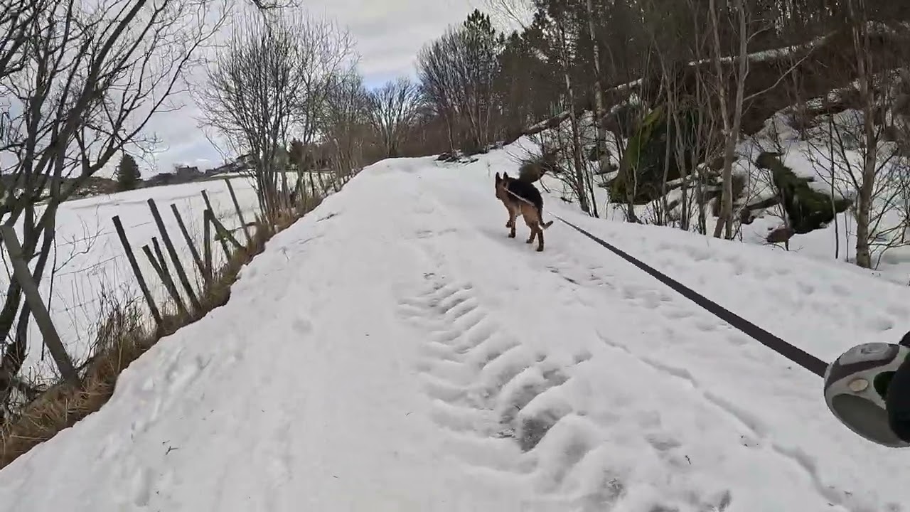 German shepherd on walk. Eros på tur.01.03.2026. welcome to winter land. +4 degrees. it is wet today