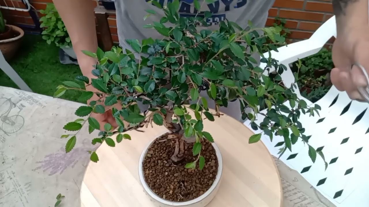 Mantenimiento en Olmo chino BONSAI 👏🏻 #bonsai #chino #online