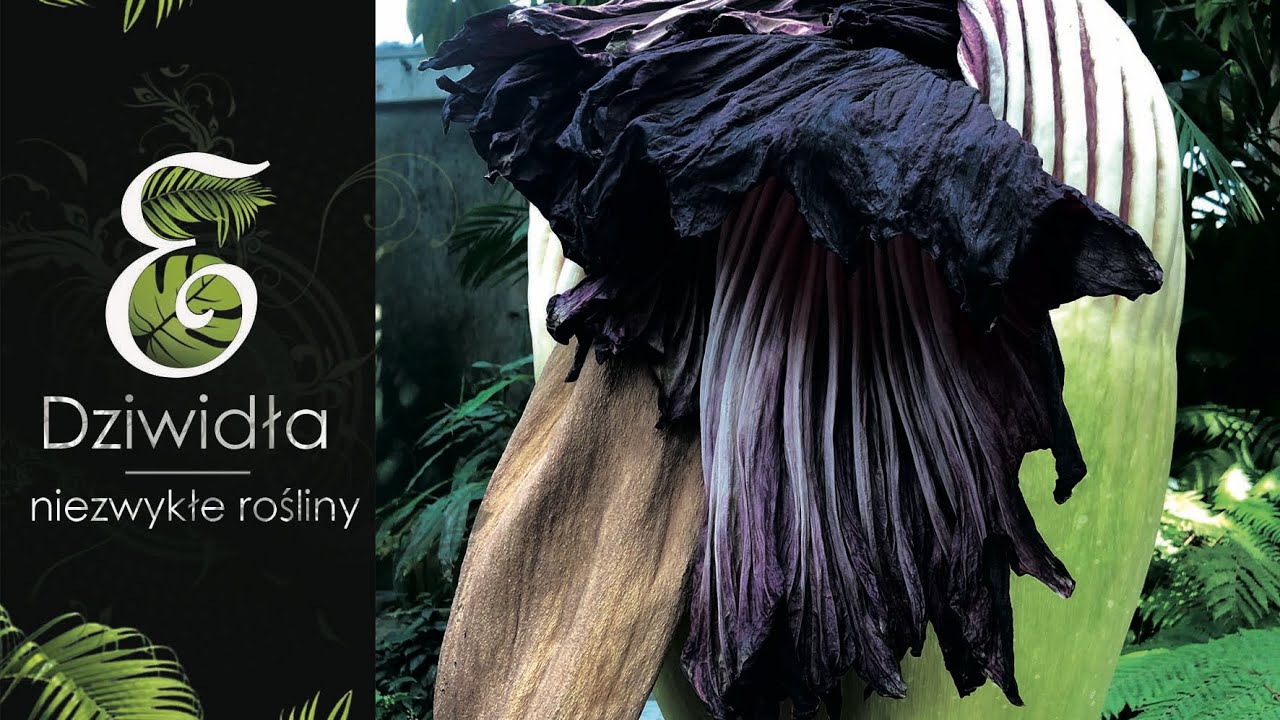Śmierdzące, piękne kwiaty. Dziwne rośliny, czyli DZIWIDŁA. Prawdziwy kwiat Amorphophallus titanum.
