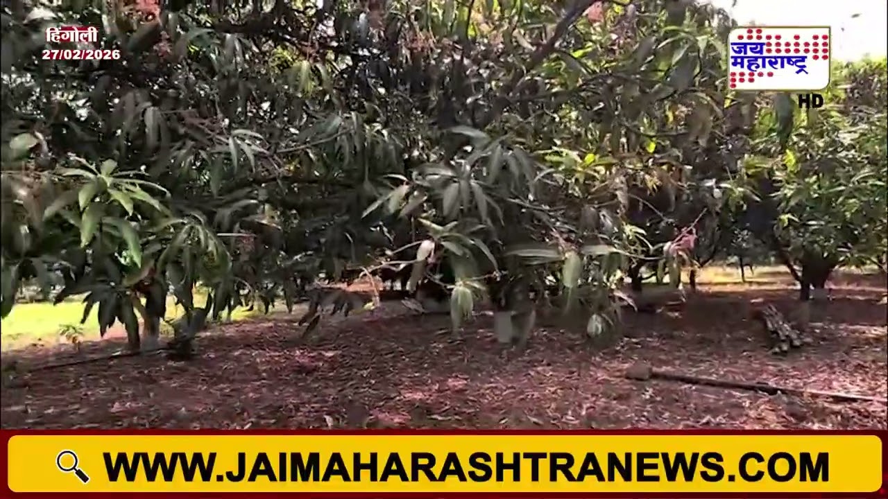 Hingoli | फेब्रुवारी महिन्यातच ढगाळ वातावरण, केसर आंबा उत्पादनाला फटका | Marathi News