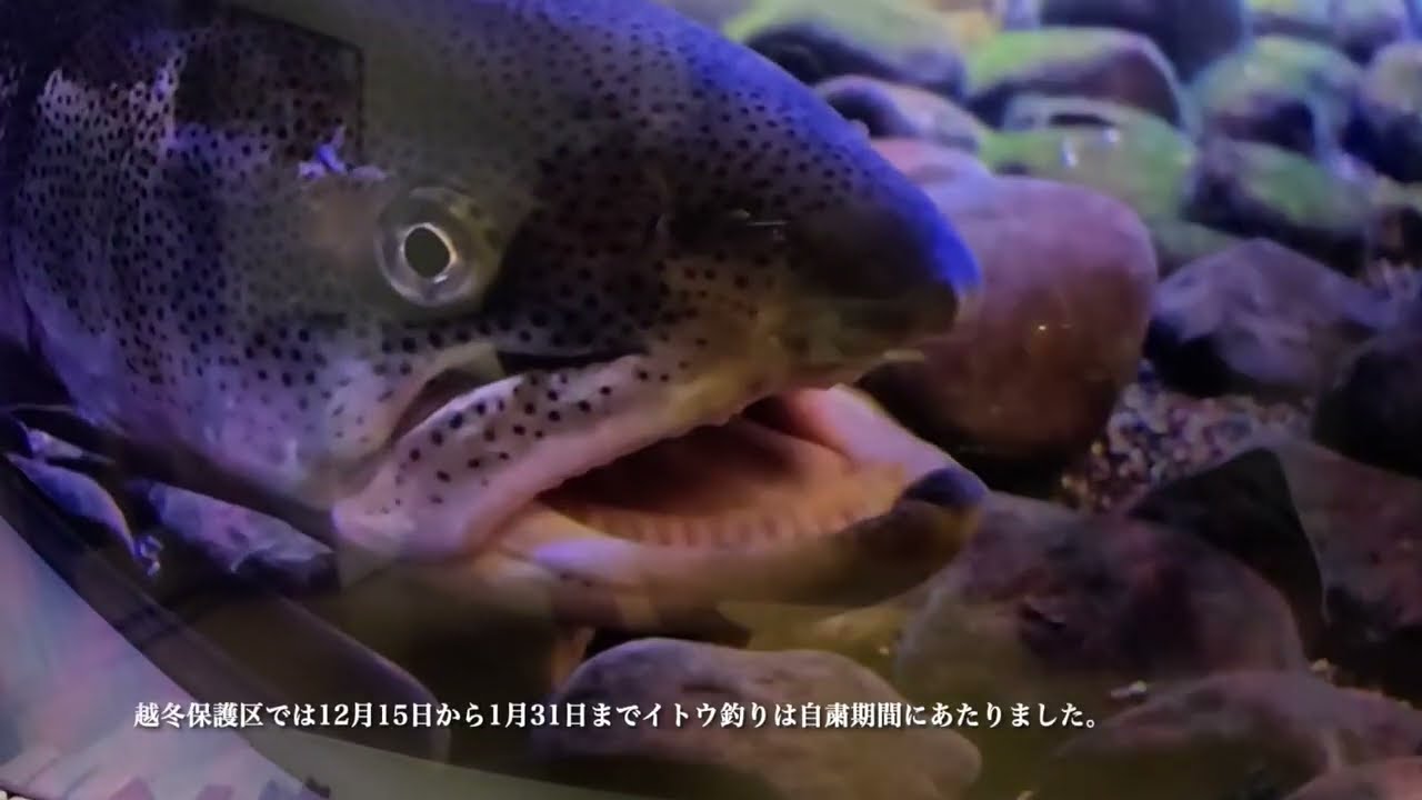 北海道かなやま湖にて2026年氷上わかさぎ釣り１戦目！
