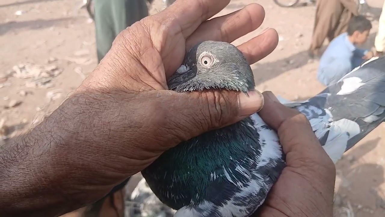 Rawalpindi Birds Market Khana Pull 18th January 2026