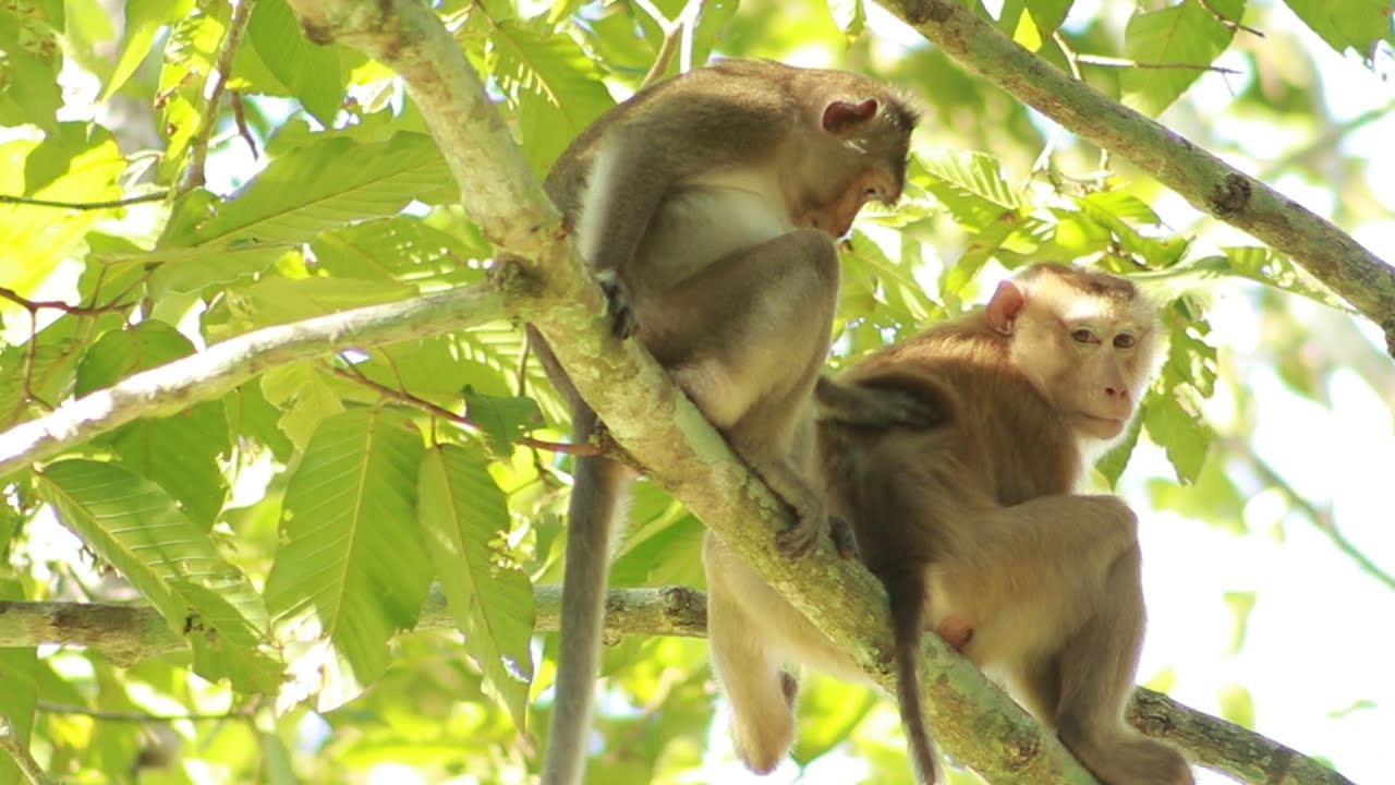 Monkey  Spring And Monkey Akot Pt in Amber -on June13-2022, G-Maz..272..Amber