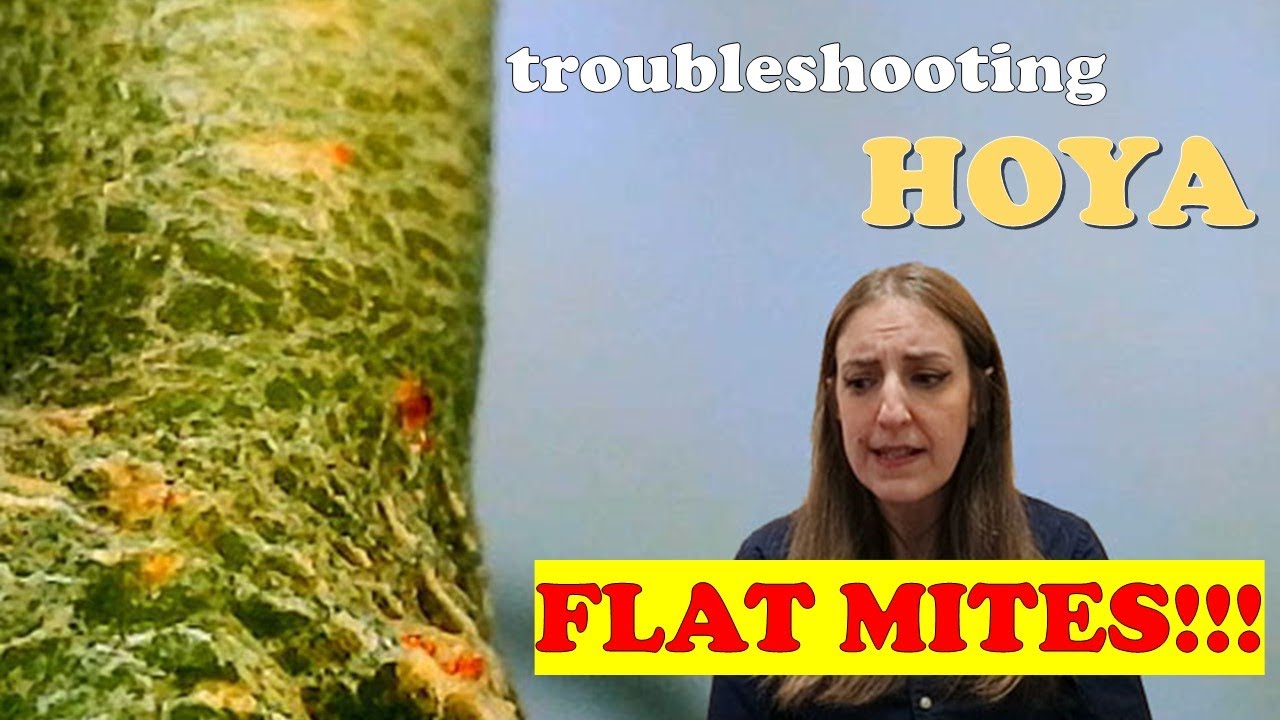 FLAT MITES on my HOYAS (