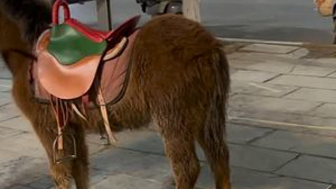 养马的刘大刚带着三个小矮马又去户外让游客自己骑乘去啦好听话马 