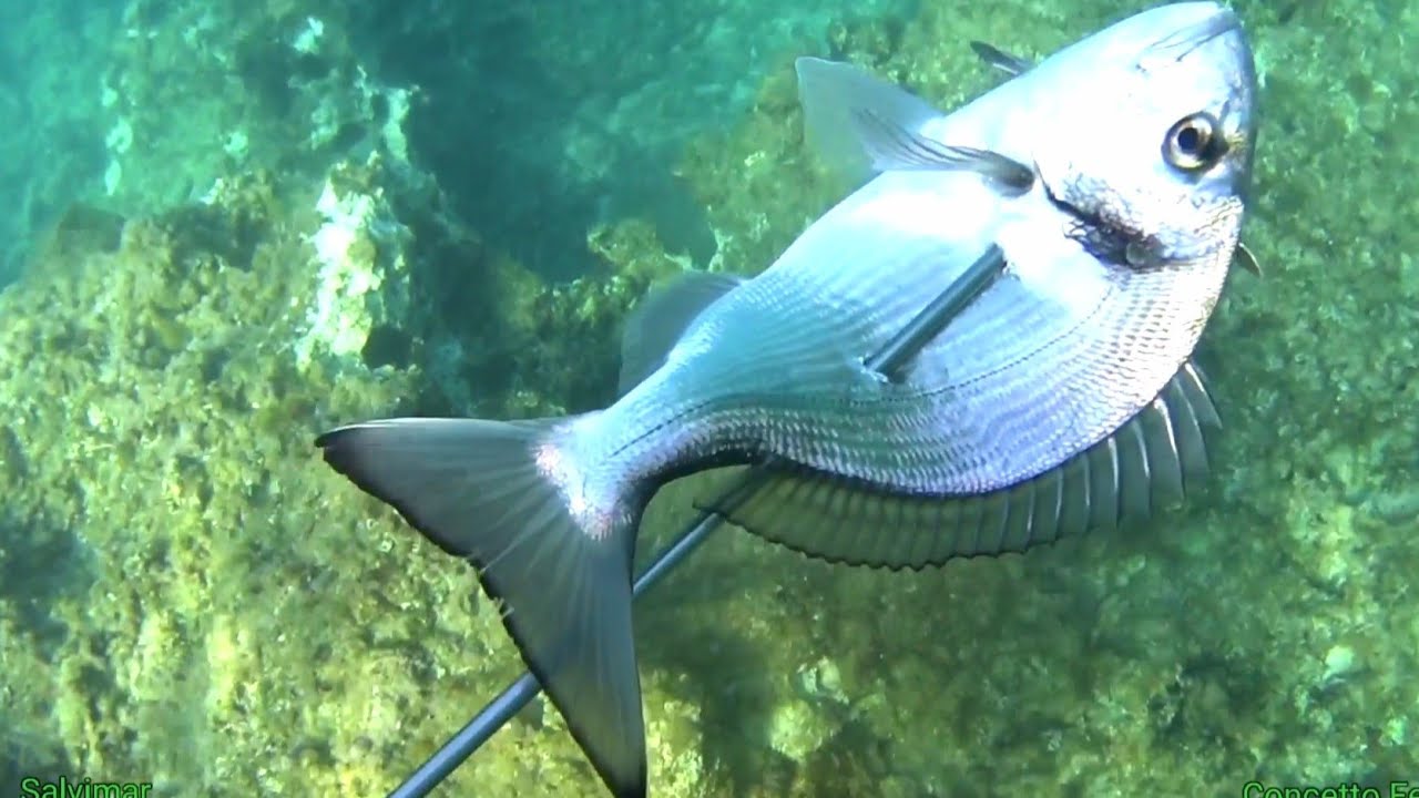 Pescasub: i vantaggi di pescare sotto costa.