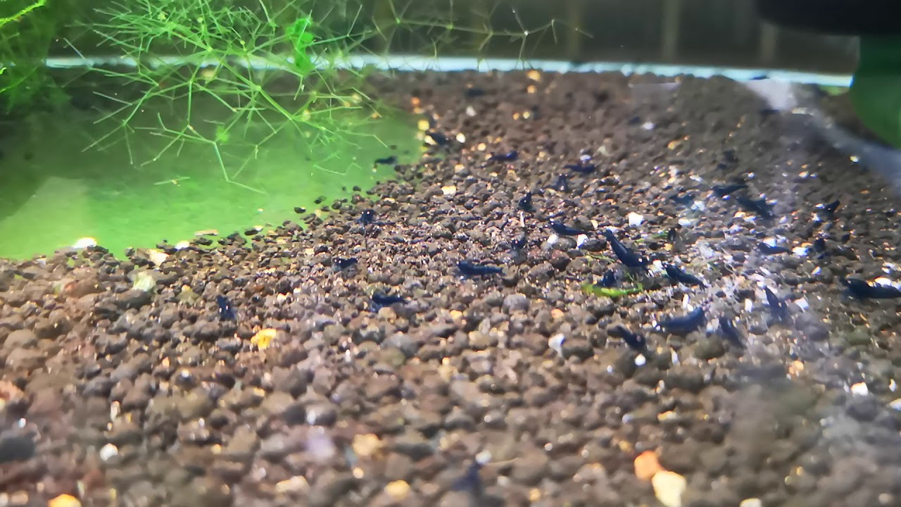 OE Royal blue Tiger breeding tank