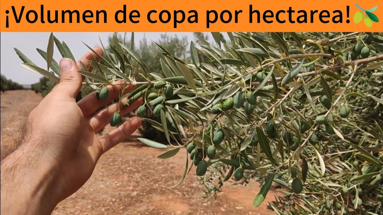 ¿Cuanto volumen de copa por hectarea debo tener en mi plantación?🫒