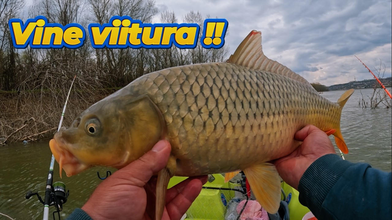 Pe Dunare dupa crap la inceput de viitura, aprilie 2026