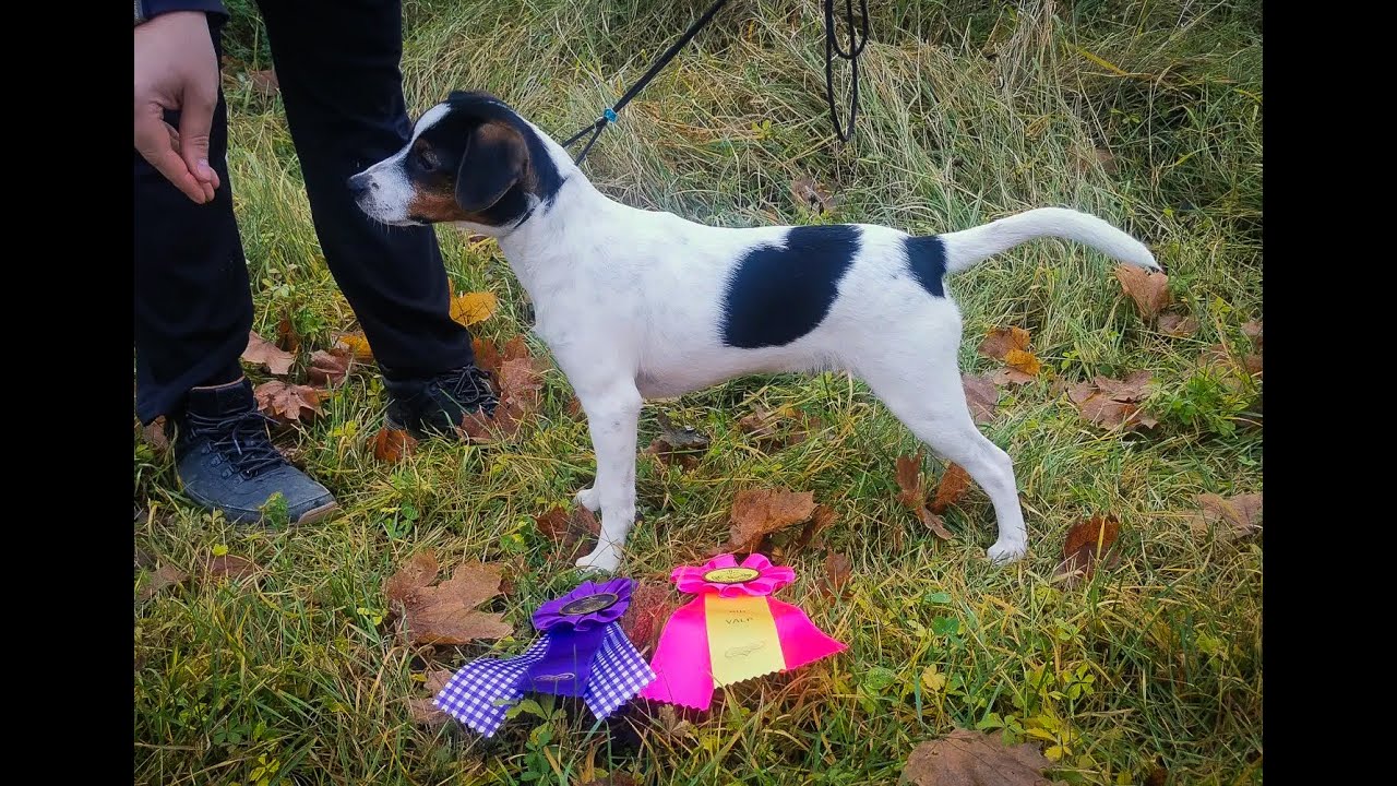 Hundutställning Mårten utställning Enköping 2023 med Zacke