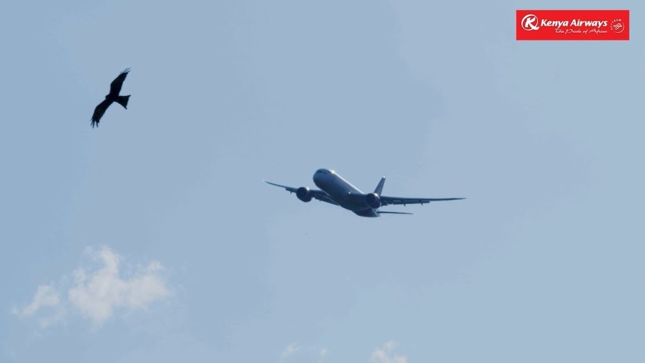 Majestic Kenya Airways Dreamliner Flies Over Magical Kenya Open in Nairobi | Behind The Scenes