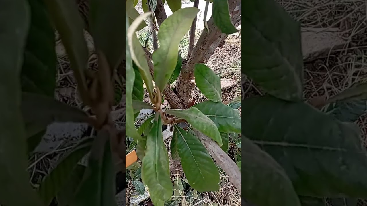 تقليم شجرة زعرور غير مزهرة حاليا