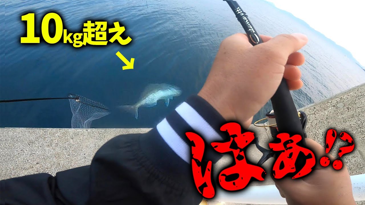 本編【日本記録!?】エギ竿で堤防からとんでもない魚が釣れた‼