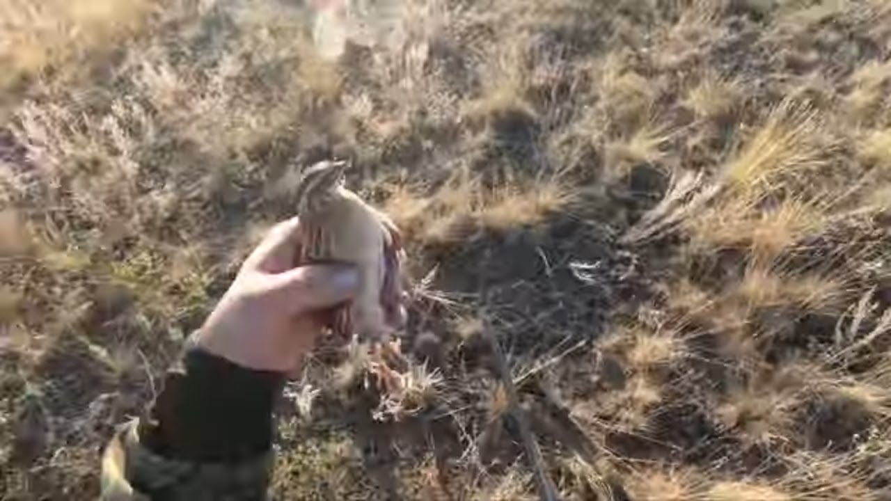 Охота на перепела. И встреча с опасным, диким зверем )).