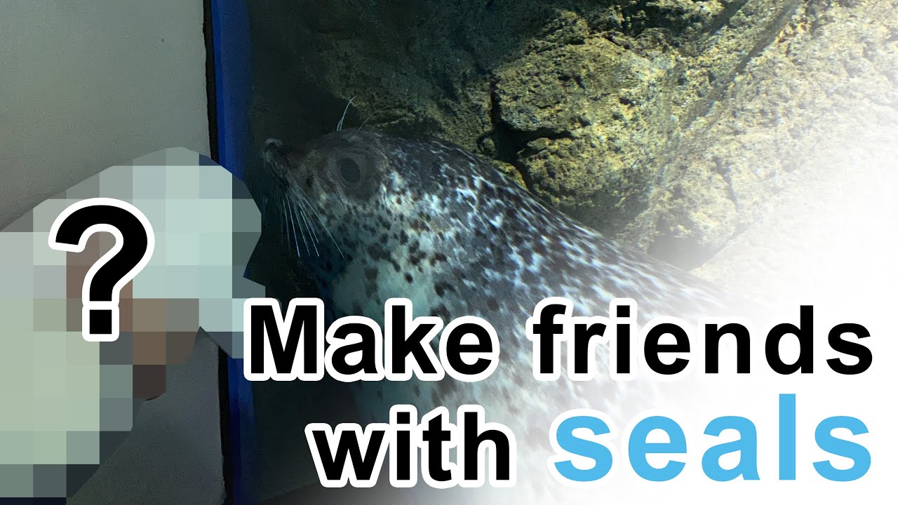 Get along with seals_Enoshima Aquarium[ENG SUB]