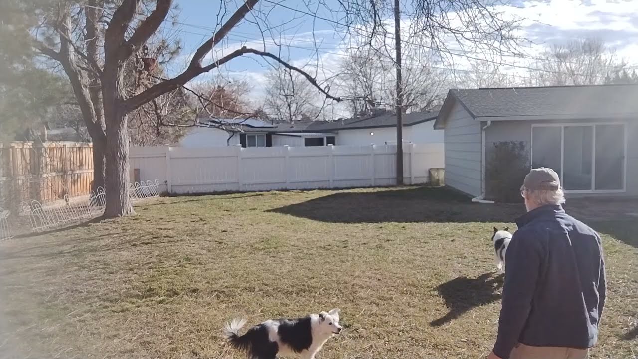 Testing knees after TPLO surgeries