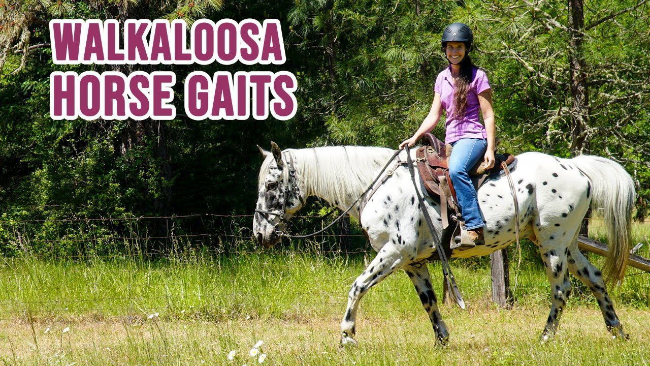 Walkaloosa Horse Gaits