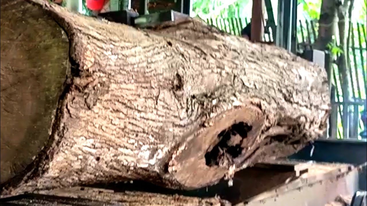 Processing beautiful old teak wood in a sawmill 