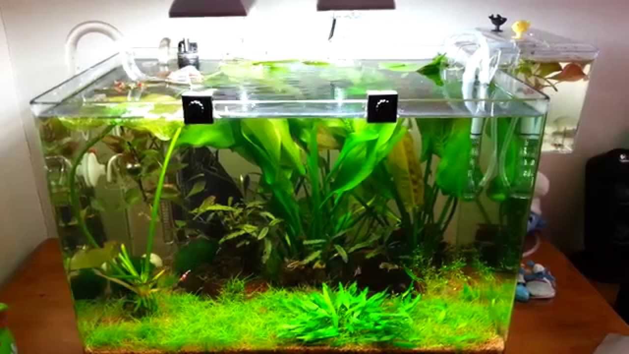 40l tropical nano aquarium