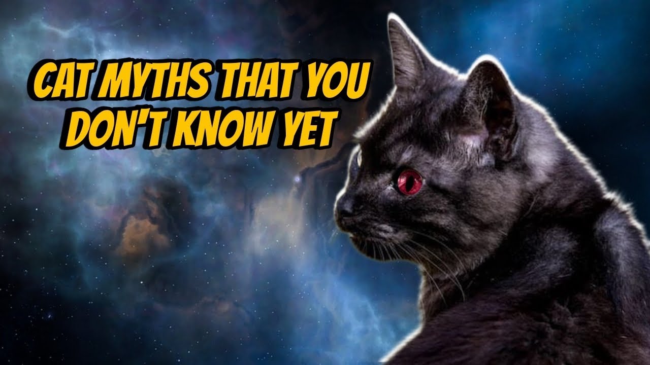 Myths and Facts About Cats: Review common myths about cats