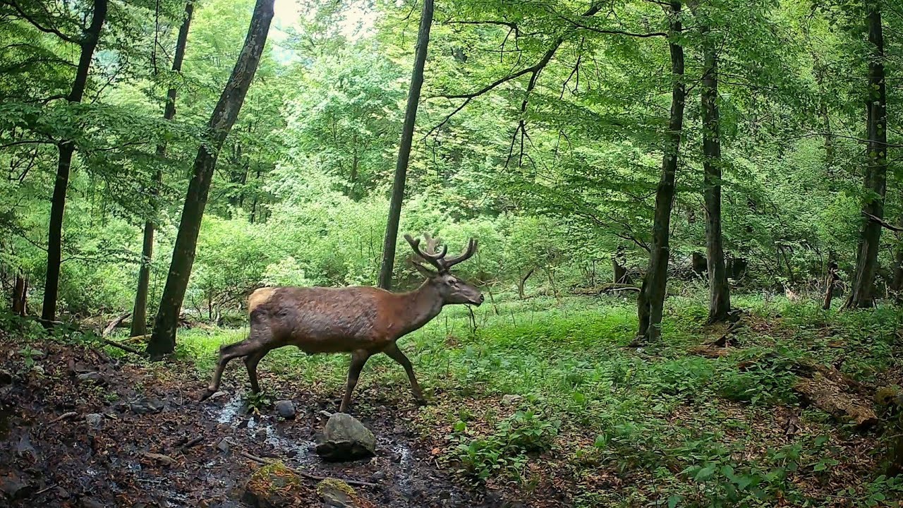 Jelene pri kalisku s rastúcim parožím - solárna 4K wifi fotopasca z AliExpressu funguje bezchyby