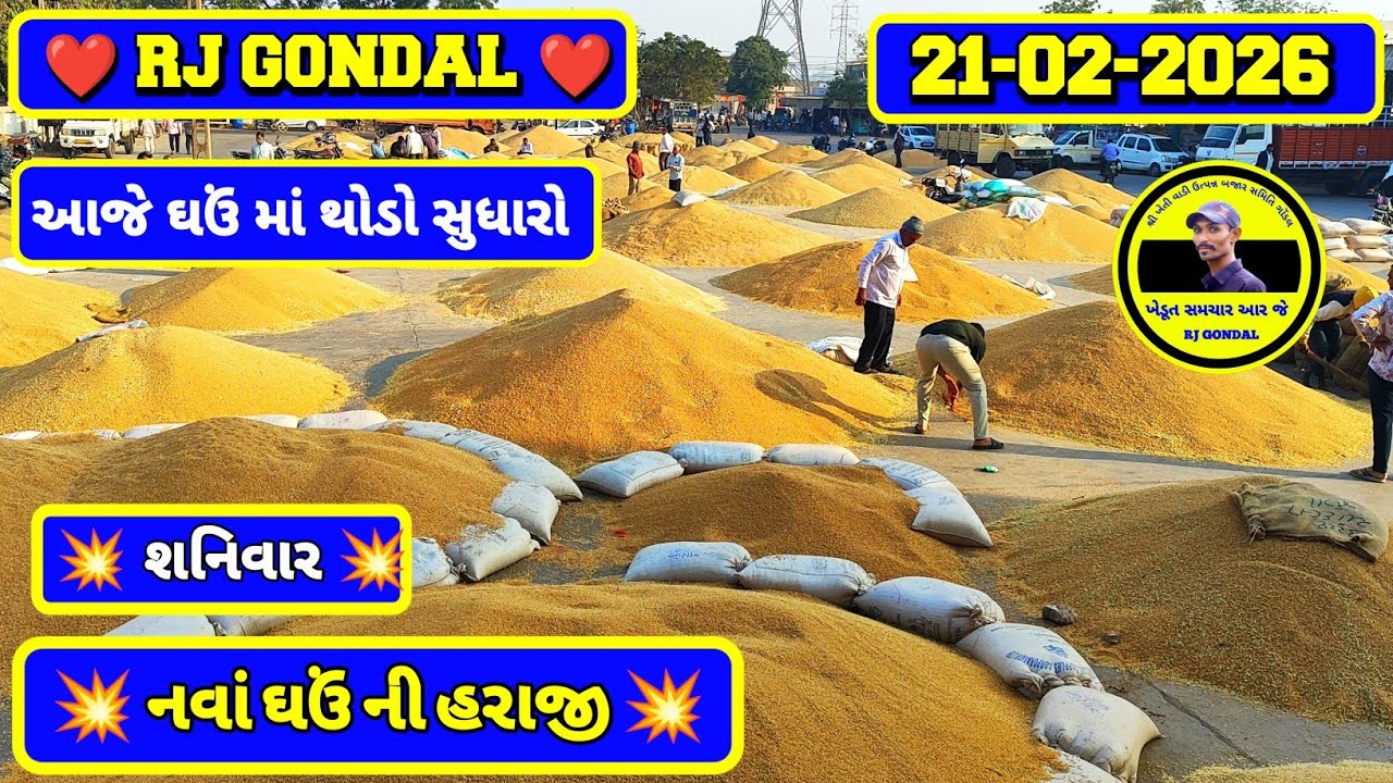 નવા ઘઉં ના ભાવ | 21-02-2026 | ગોંડલ નવા ઘઉંના ભાવ | Wheat Market Price | RJ Gondal Marketing Yard 