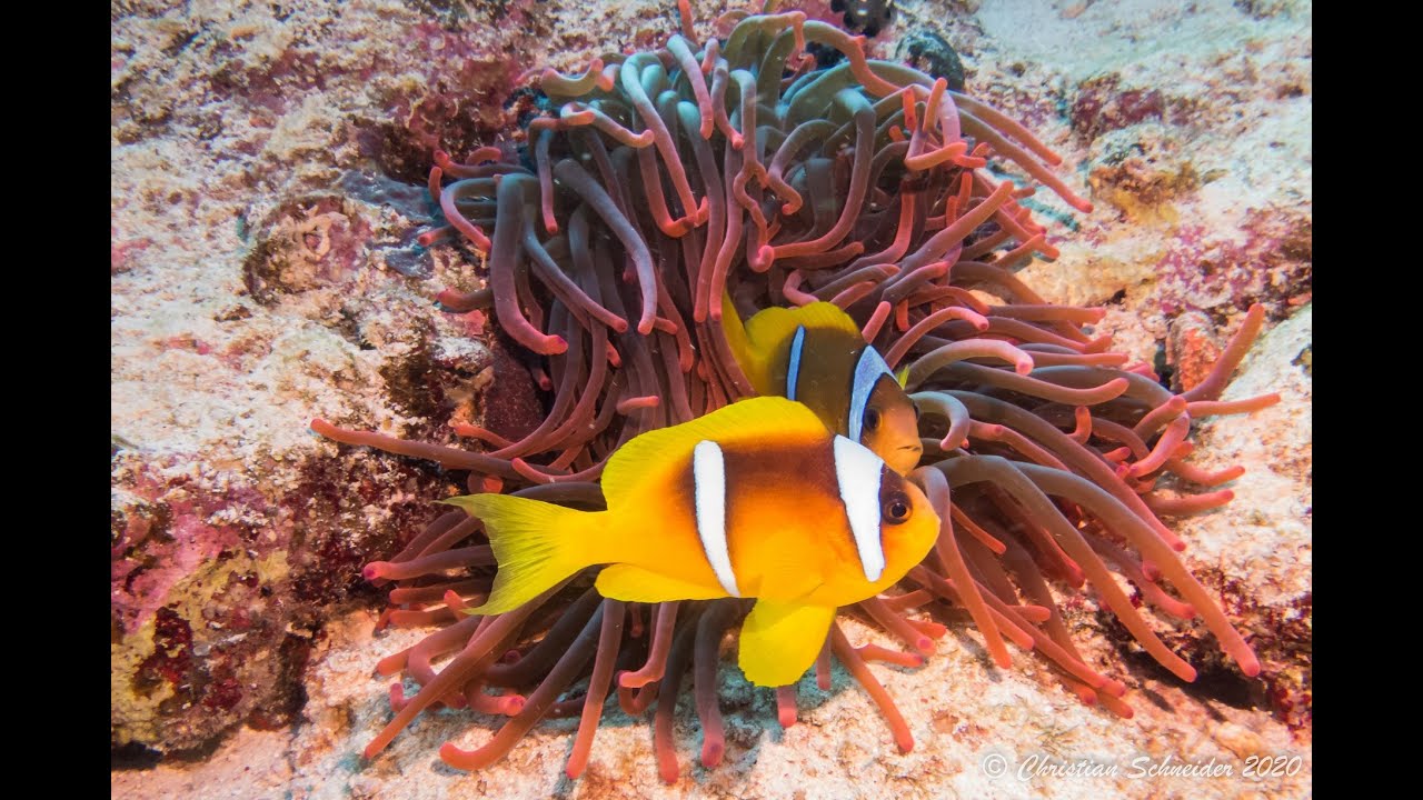 Marsa Alam, Februar 2020