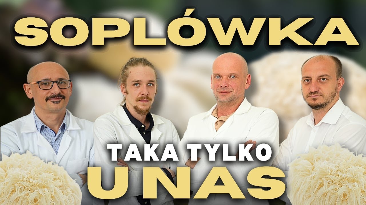 Grzyb przyszłości ? Dlaczego wszyscy mówią o soplówce jeżowatej