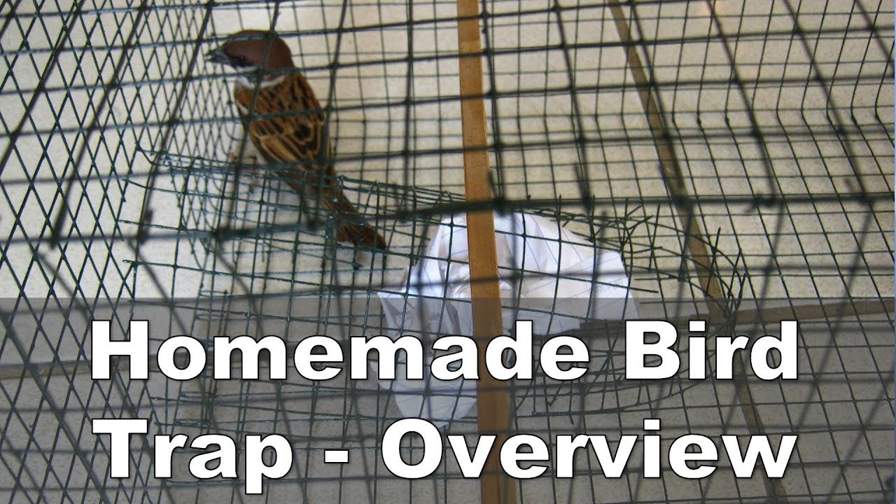 Homemade Bird Trap Making - Overview