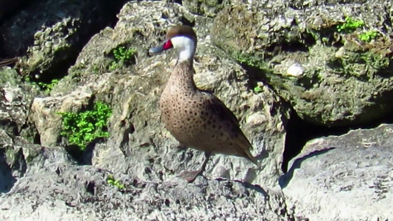 White-cheeked Pintail (Anas bahamensis) Just wants to Sleep