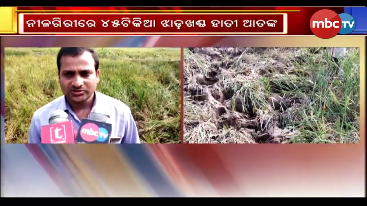 45 Herd of Elephant ruins Nilgiri Paddy || MBCtv