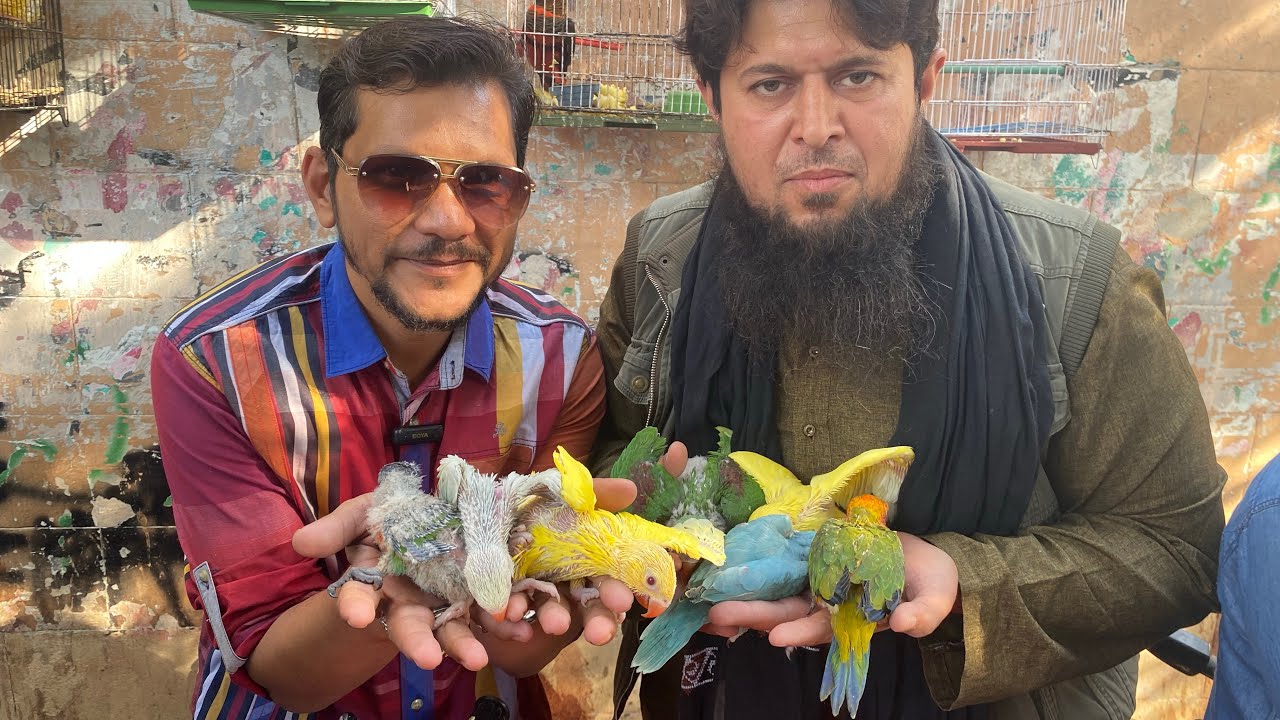 Biggest Parrot Sunday Lalukhet Birds Market |  26 January, 2025 | PBI Official
